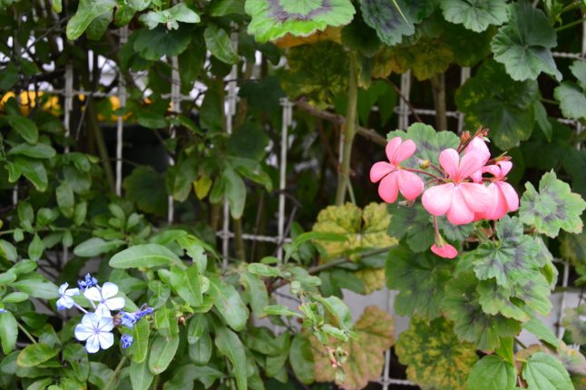 DSC_0026 (FILEminimizer)