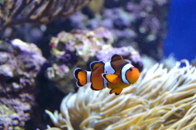 DSC_0161 (FILEminimizer)