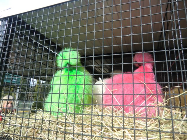 CIMG8080 (FILEminimizer)