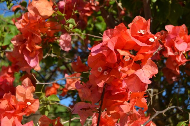 DSC_0280 (FILEminimizer)