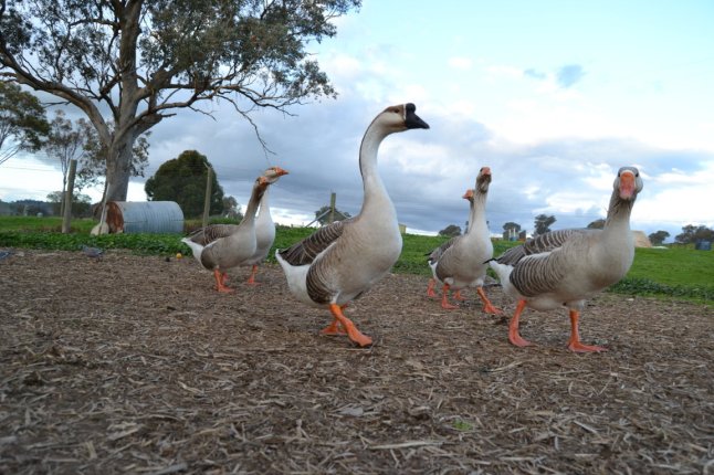 DSC_0132 (FILEminimizer)