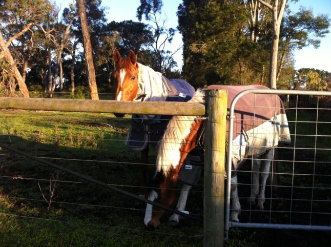 IMG_0117 (FILEminimizer)