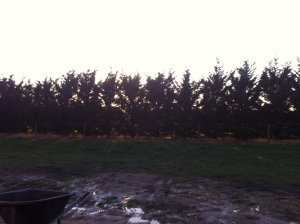 IMG_0217 (FILEminimizer)