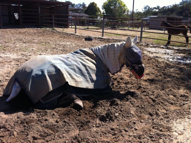 IMG_0790 (FILEminimizer)