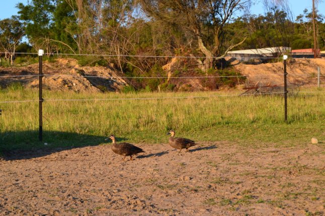 DSC_0108 (FILEminimizer)