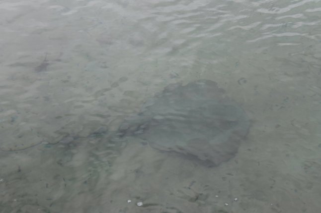 IMG_0406 (FILEminimizer)