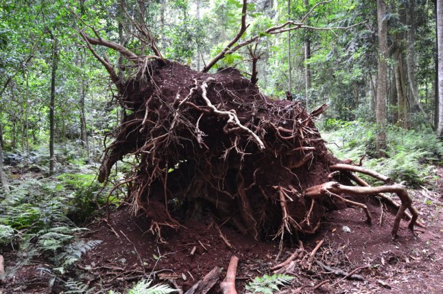 DSC_0043 (FILEminimizer)