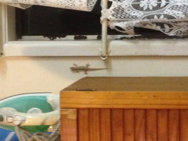 IMG_4880 (FILEminimizer)