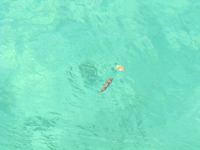 IMG_0351 (FILEminimizer)