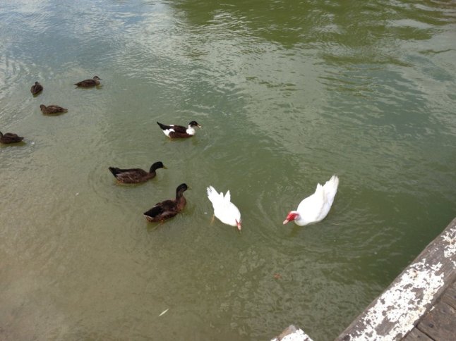 IMG_6403 (FILEminimizer)