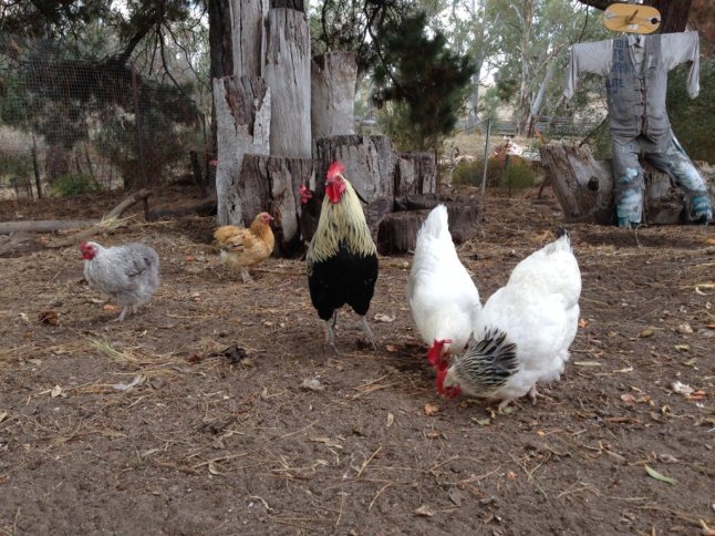 IMG_6526 (FILEminimizer)