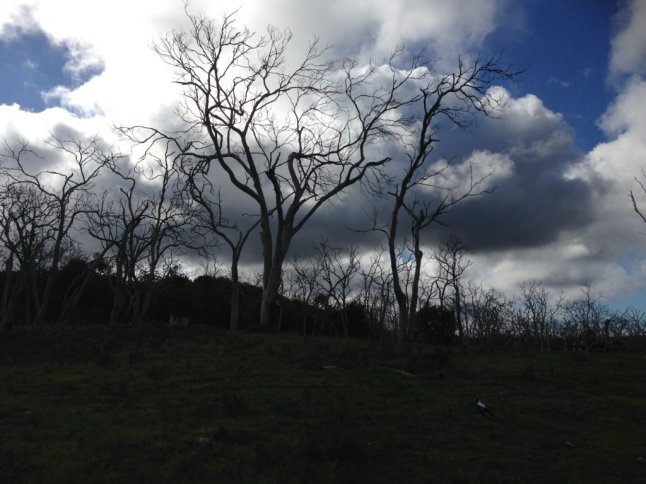 IMG_8752 (FILEminimizer)