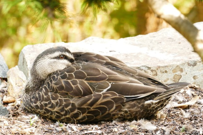 P1100092 (FILEminimizer)