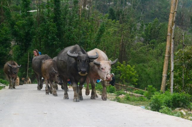 DSC_0625 (FILEminimizer)