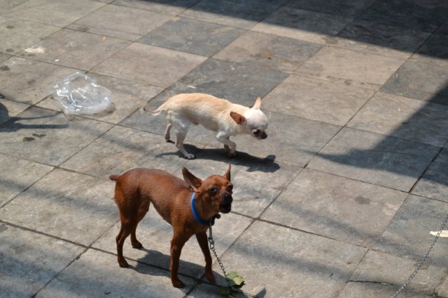 DSC_0693 (FILEminimizer)