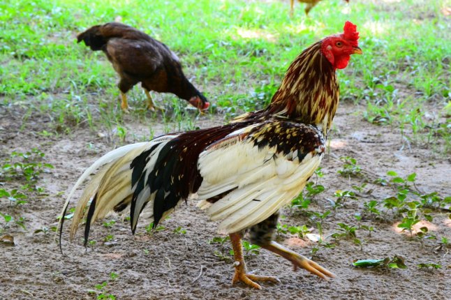 DSC_0033 (FILEminimizer)