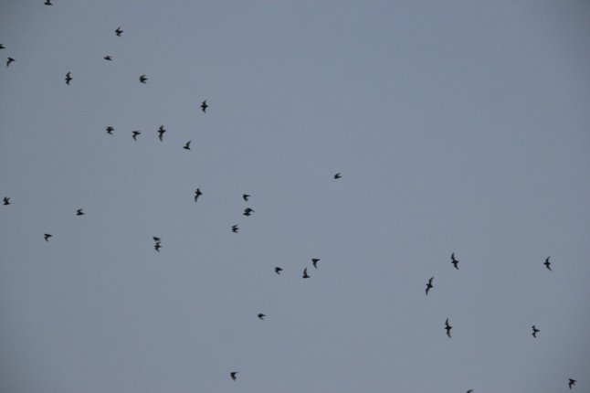 DSC_0247 (FILEminimizer)