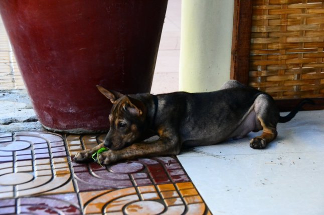 DSC_0340 (FILEminimizer)