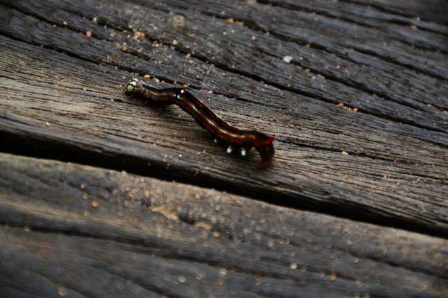 DSC_0500 (FILEminimizer)