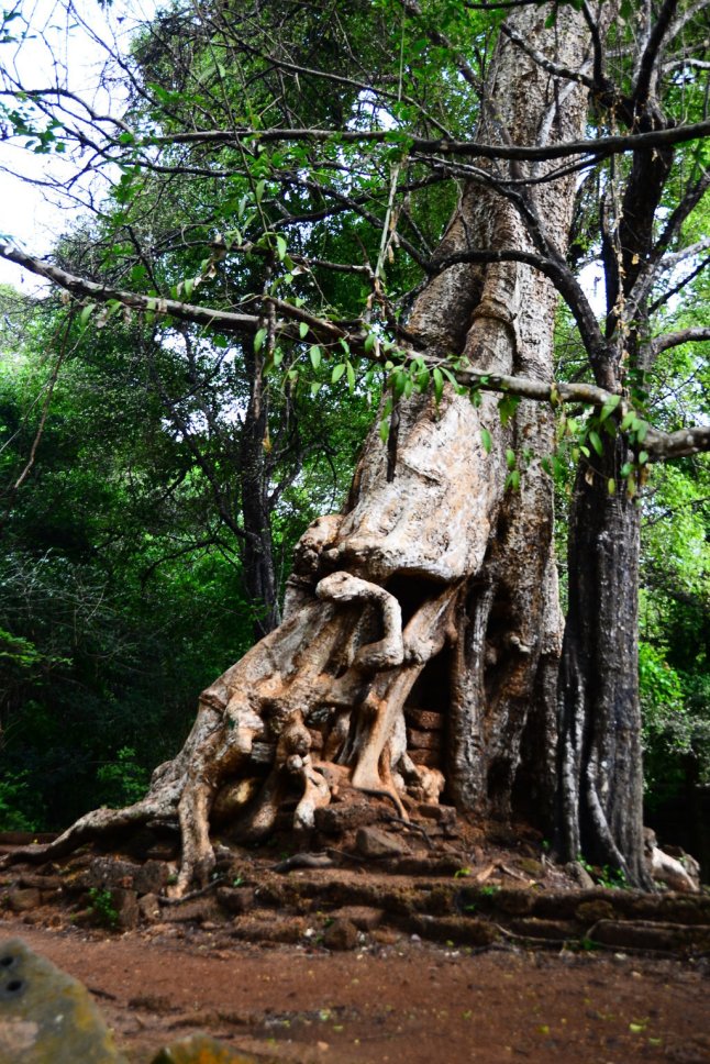 DSC_0503 (FILEminimizer)