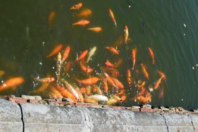 DSC_0899 (FILEminimizer)