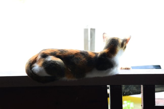 DSC_0011 (FILEminimizer)